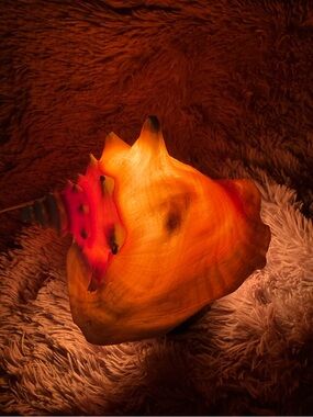Large Lighted Conch Seashell Night Light